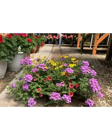 Hanging Basket Plant