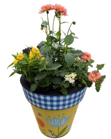 Annual Tub Special Plant