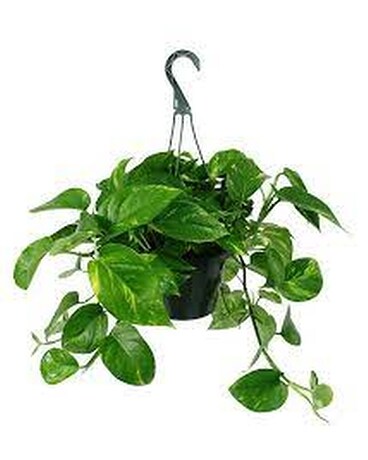 Pothos Variety Plant