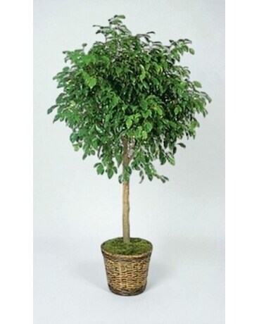 lucky plant kaufen Lucky Charm Boxwood main image 1