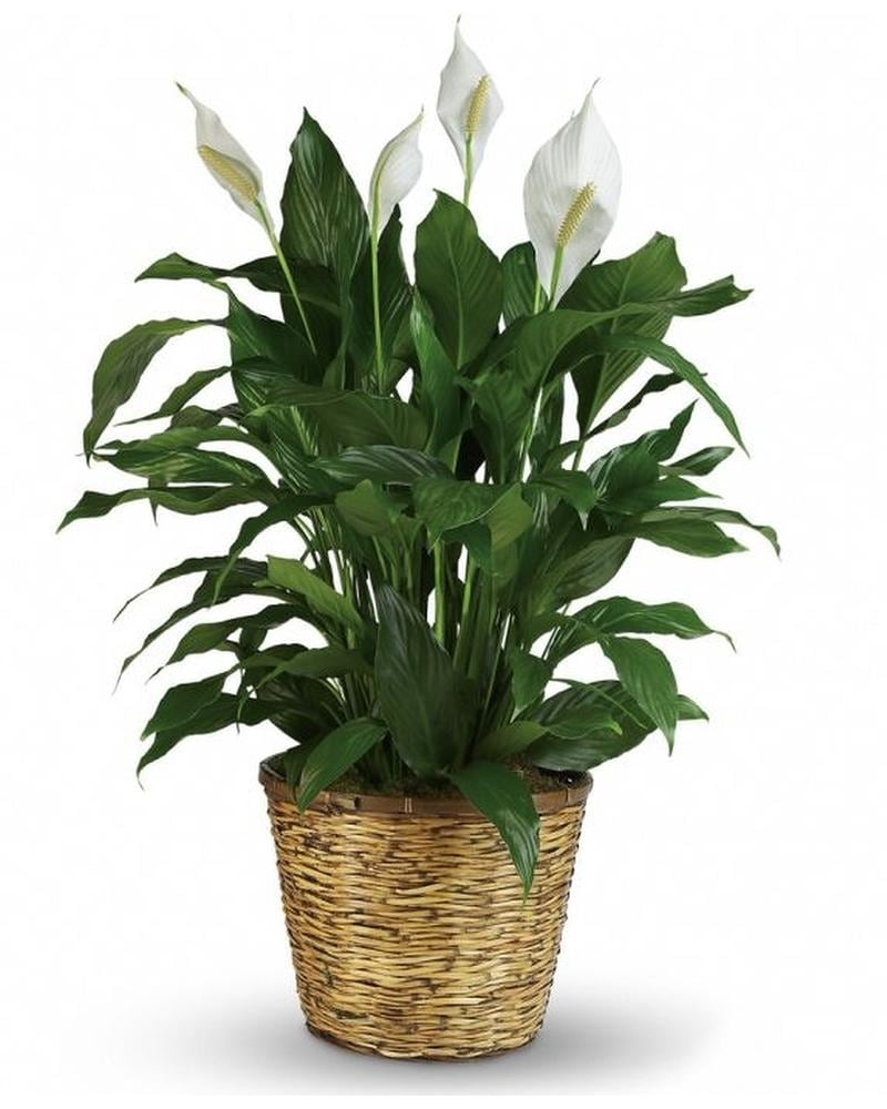 Peace Lily Large - 8