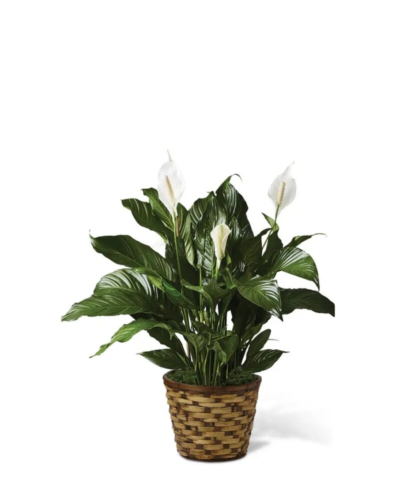 Peace Lily Small - 6