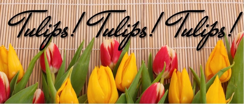 Beautiful Seasonal Flowers Banner