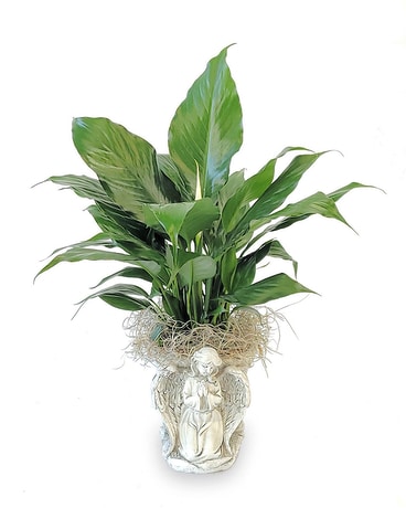 Angelic Peace Planter Plant