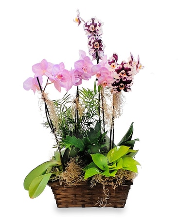 Tropical Orchid Garden Plant