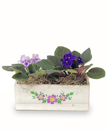 A Simple Thank You Plant