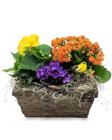 For All You Do Plant
