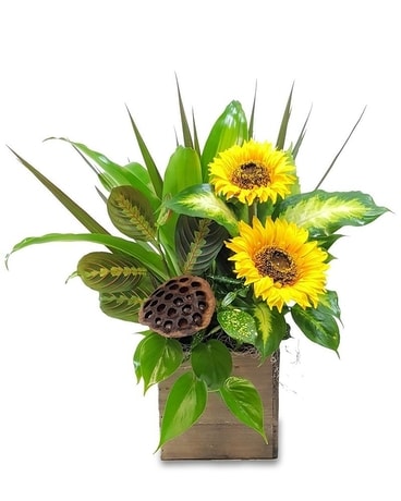 Country Box Garden Dish Garden Plant