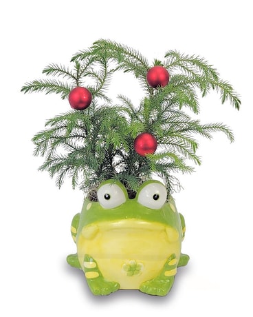 Mistle - Toad Flower Arrangement
