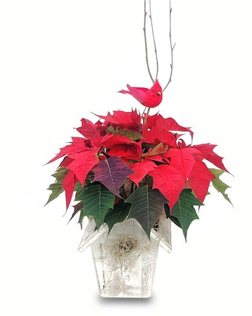 Woodland Poinsettia Plant