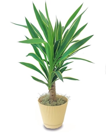 Variegated Yucca Plant Plant