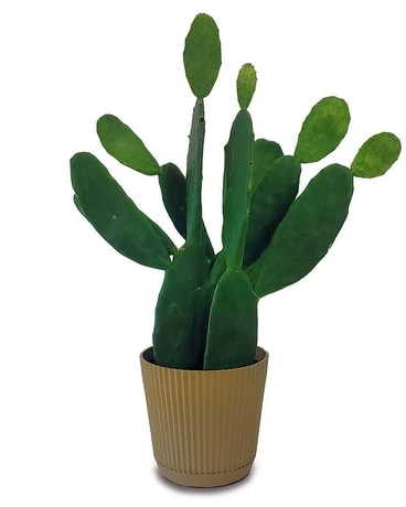 Paddle Cactus Plant Flower Arrangement