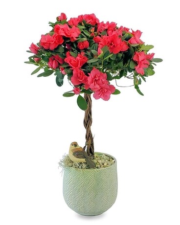 Heavenly Haven Plant