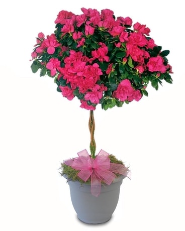 Azalea Tree Flower Arrangement