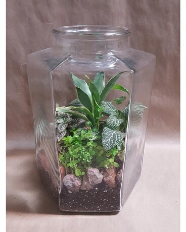 Hexagon Terrarium Plant