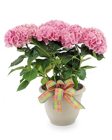 Pink Hydrangea Plant