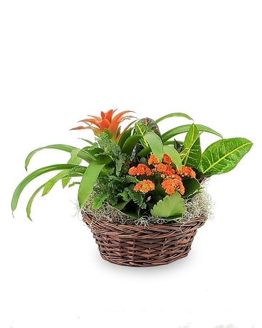 Tropical Garden Plant