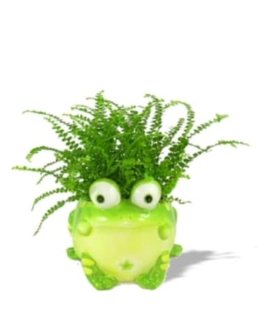Ferny Frog Planter Plant