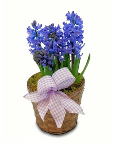 Hyacinth Plant Plant