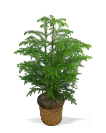 Norfolk Island Pine Plant