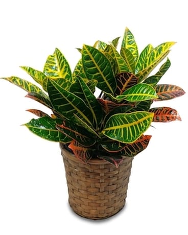 Croton Plant Plant