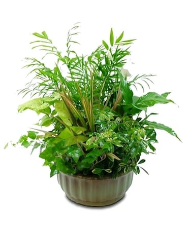 Ceramic Dish Garden Plant