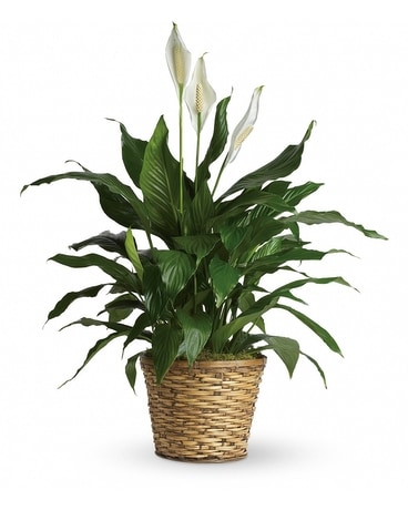 Peace Lily Plant Plant