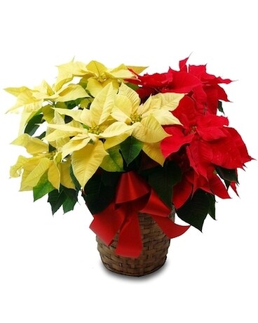 Red & White Poinsettia Plant