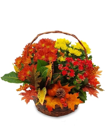 Autumn Sunshine Basket Plant