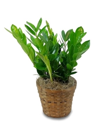 ZZ Plant Plant