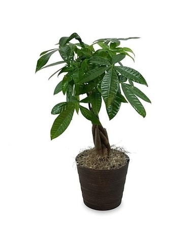 Money Tree Plant Plant