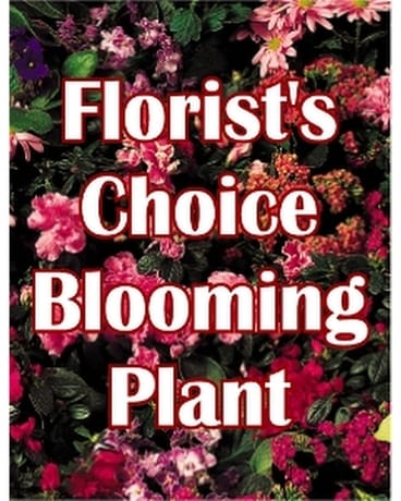 Florist's Choice - Blooming Plant Plant