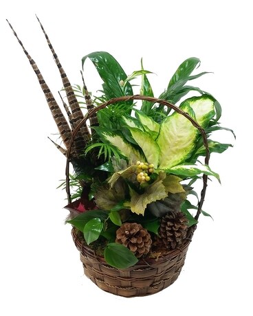 A Walk in the Woods Dish Garden Plant