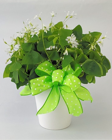 Lucky Green Shamrock Plant