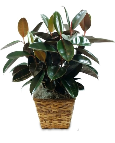 Rubber Plant Plant