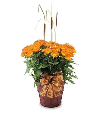 Autumn Mum Plant Plant