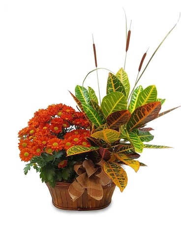 Large Fall Combo Basket Plant