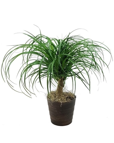 Pony Tail Palm Plant