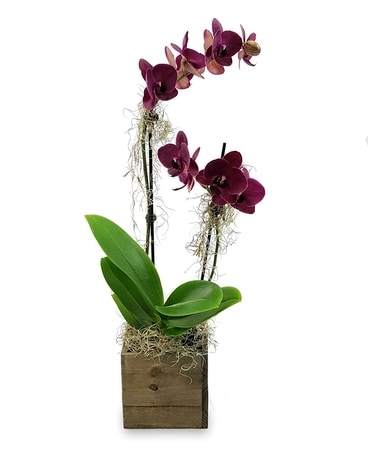 Orchid Reclamation Plant