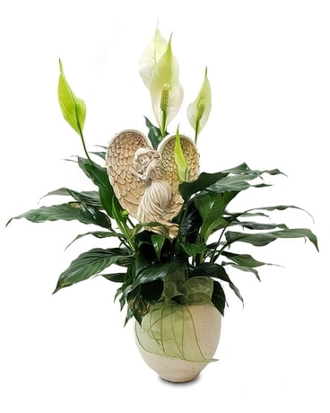 Peace Angel Plant
