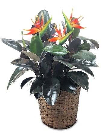 Large Rubber Plant Paradise Plant
