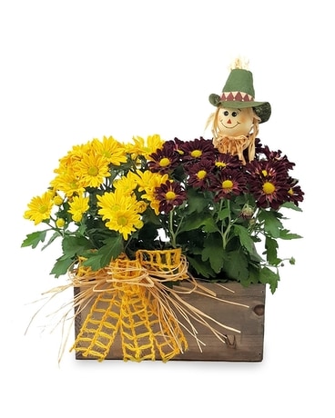Scarecrow Mum Sampler Plant