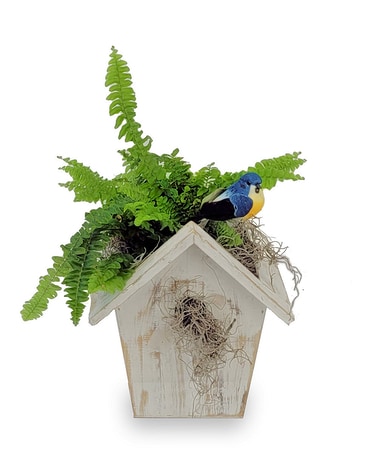 Birdhouse Table Fern Plant