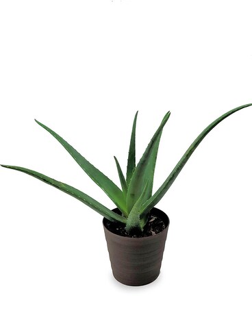 Aloe Medicine Plant Plant