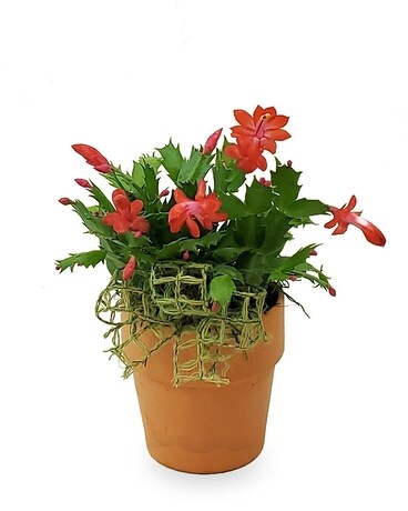 Small Holiday Cactus Plant