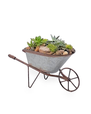 Wheelbarrow Succulents Plant