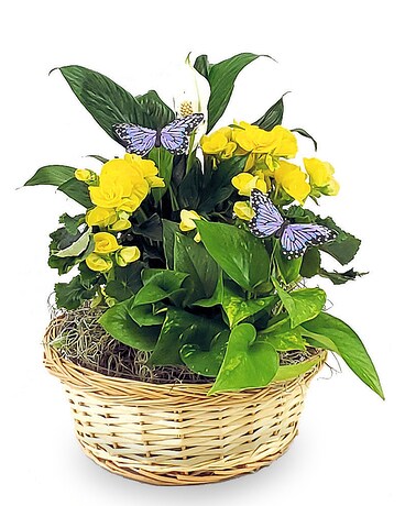 Summer Butterfly Garden Flower Arrangement
