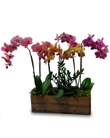 Extravagant Orchid Garden Plant