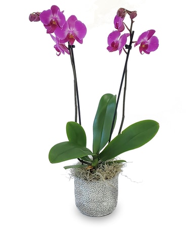 Orchid Beauty Plant