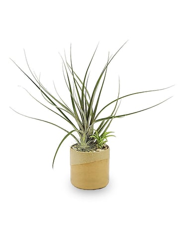 Air Plant Garden Plant
